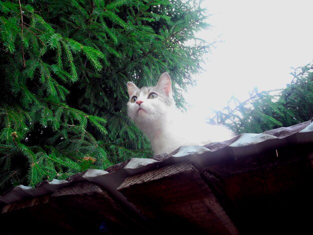 Garage Cat
